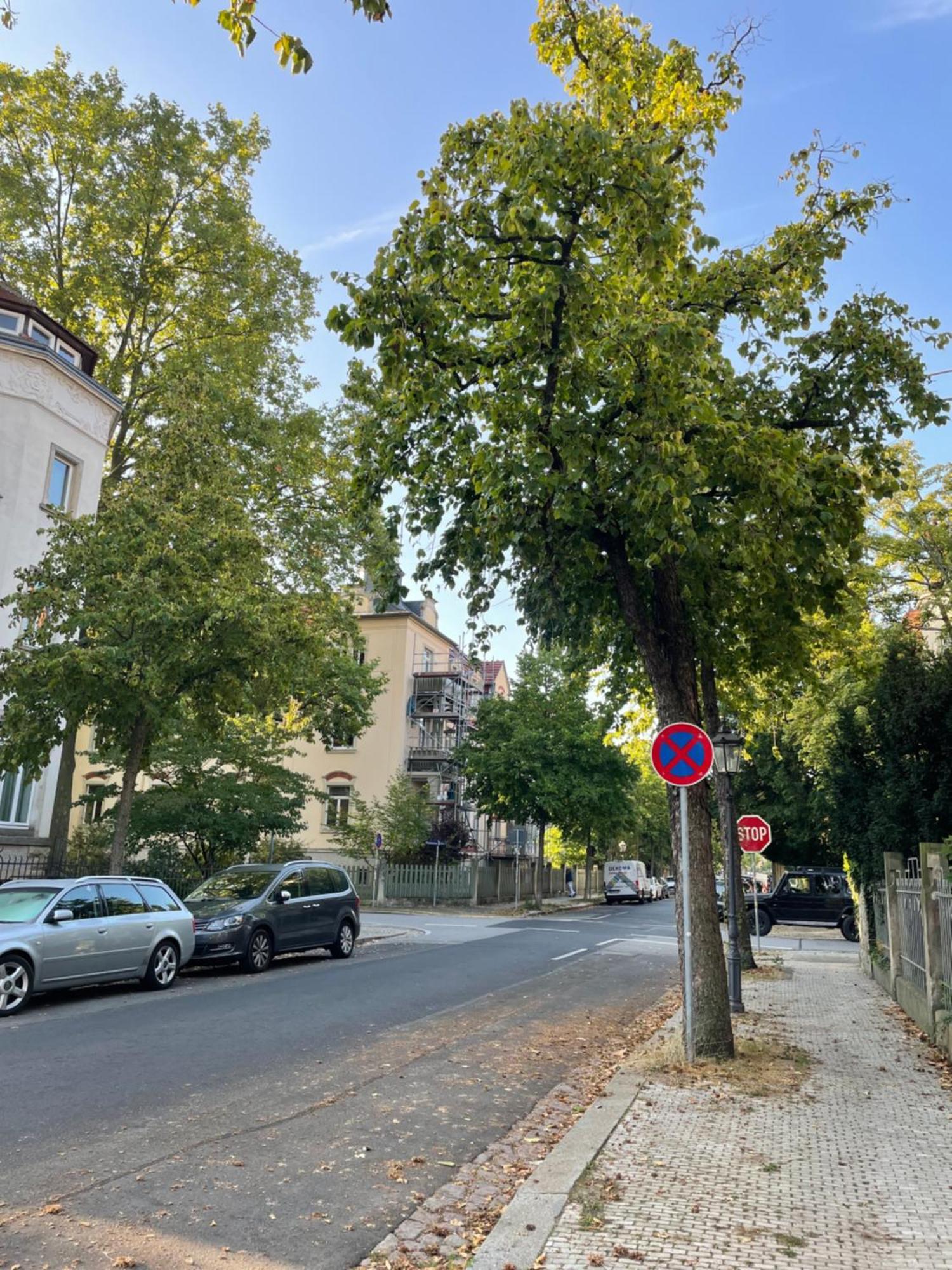 Toni Charming Apartment Im Idyllischem Villenviertel Mit Netflix Дрезден Екстериор снимка